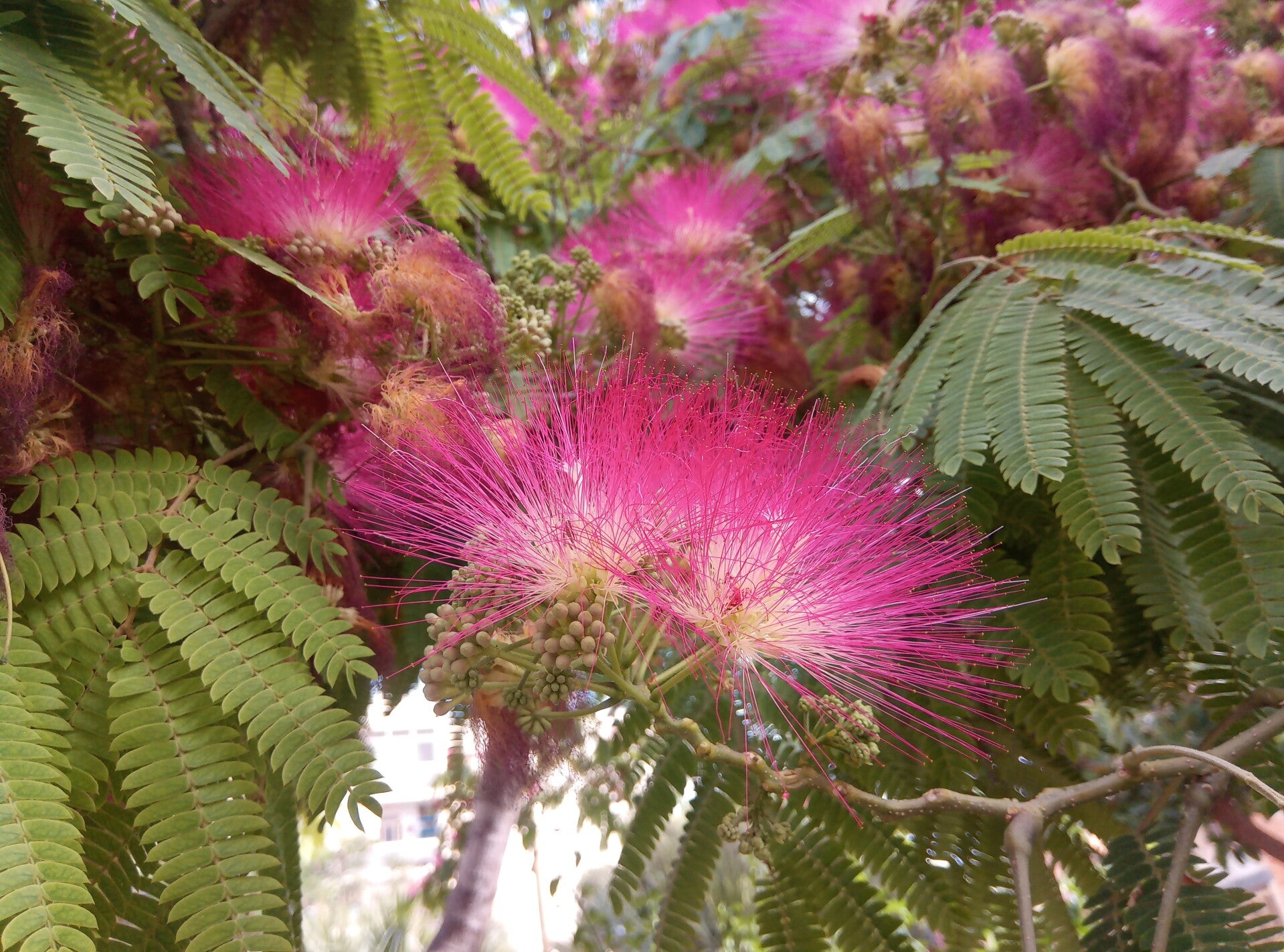 Albizia julibrissin, Persian silk tree, pink silk tree, 20-1000 seeds