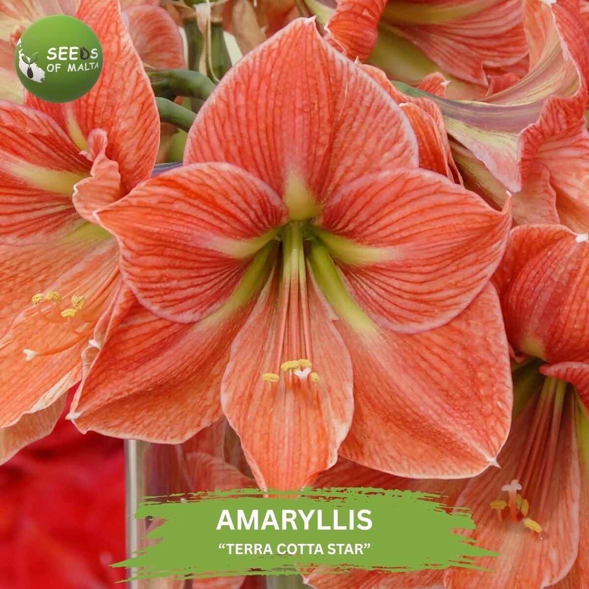 Hippeastrum, Amaryllis "TERRA COTTA STAR". 10 fresh seeds