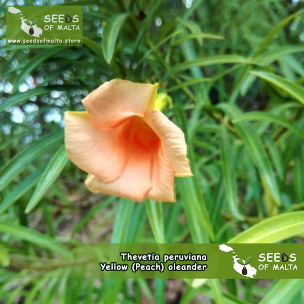 Thevetia peruviana, Cascabela Thevetia, Lucky nut, Yellow Mexican oleander, Be-still tree apricot color. 5 fresh seeds 24 Limited quantity!