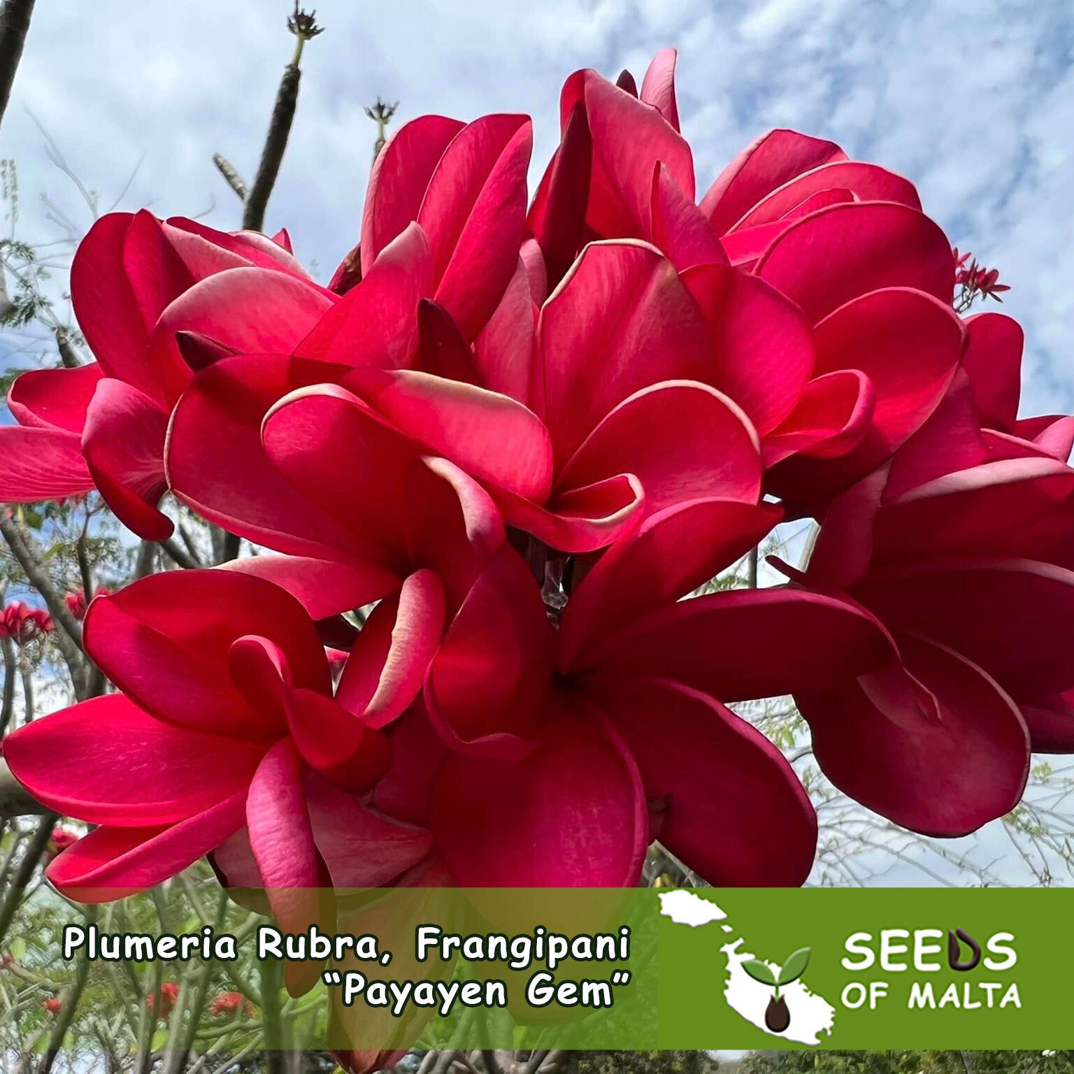 Plumeria Rubra, Frangipani "Payayen Gem", 5 seeds
