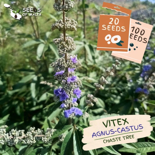 Vitex Agnus-Castus Seeds | Chaste Tree | Monk's Pepper | Mediterranean Flowering Tree | Purple Lilac Blooms