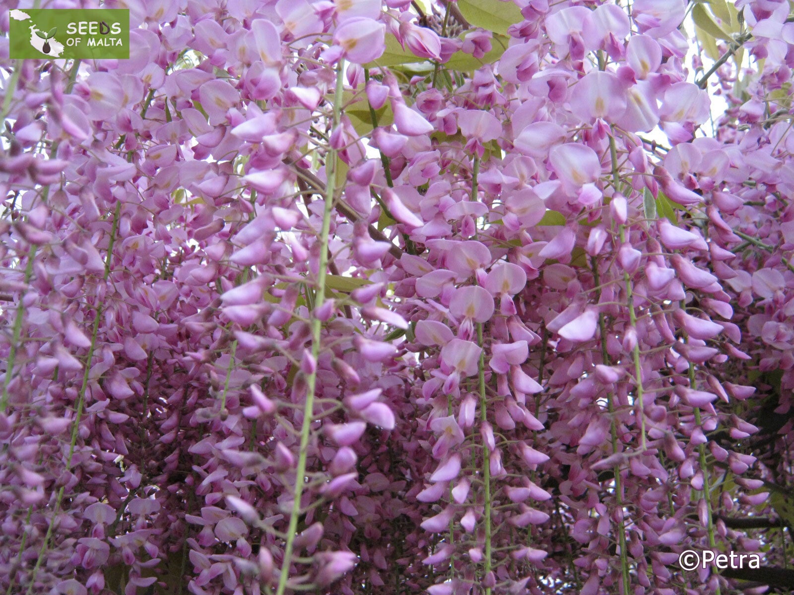 期間限定値下げ！早い者勝ち！　ＦＬＯＲＡＥ　ＪＡＰＯＮＩＣＡＥ　ＦＡＭＩＬＩＡＥ 期間限定値下げ！早い者勝ち！ FLORAE JAPONICAE