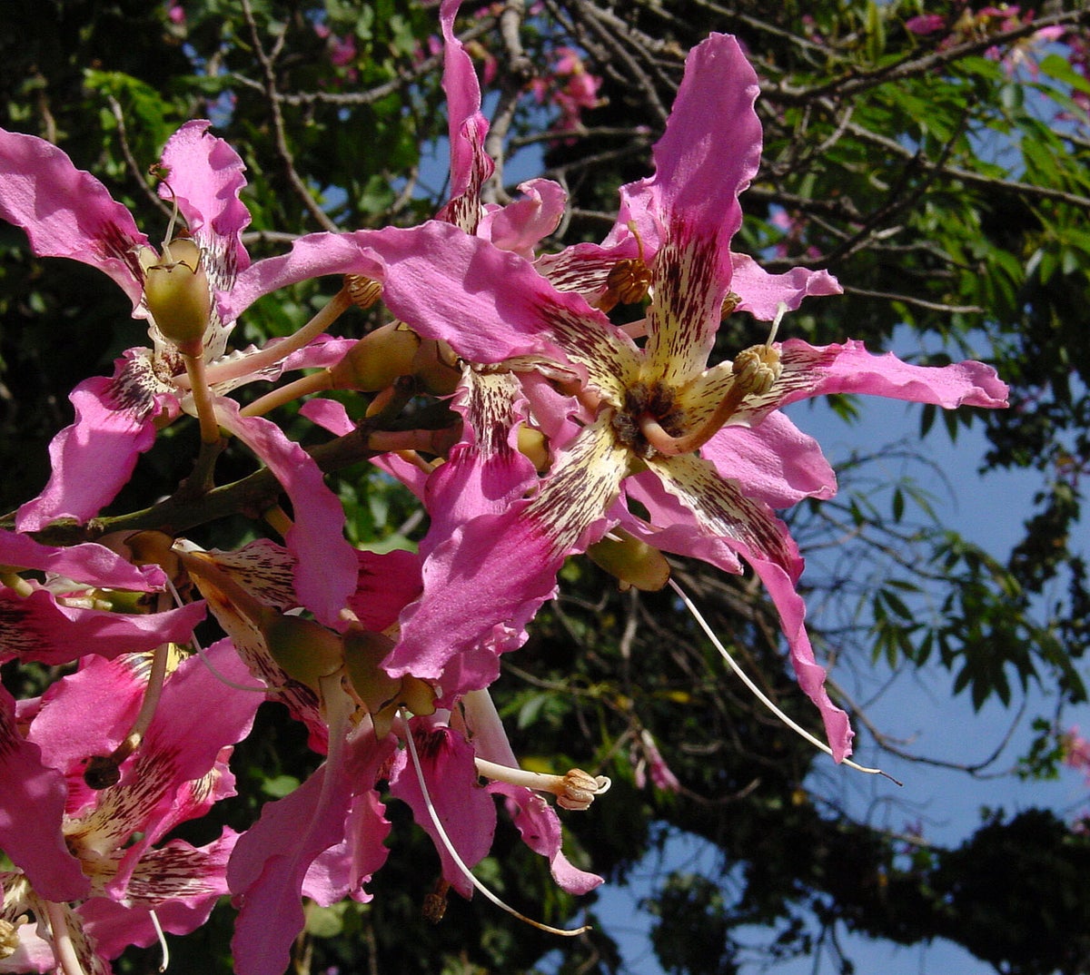 Ceiba Speciosa, Chorisia Speciosa , Silk floss tree, 20-100 seeds 2024 ...