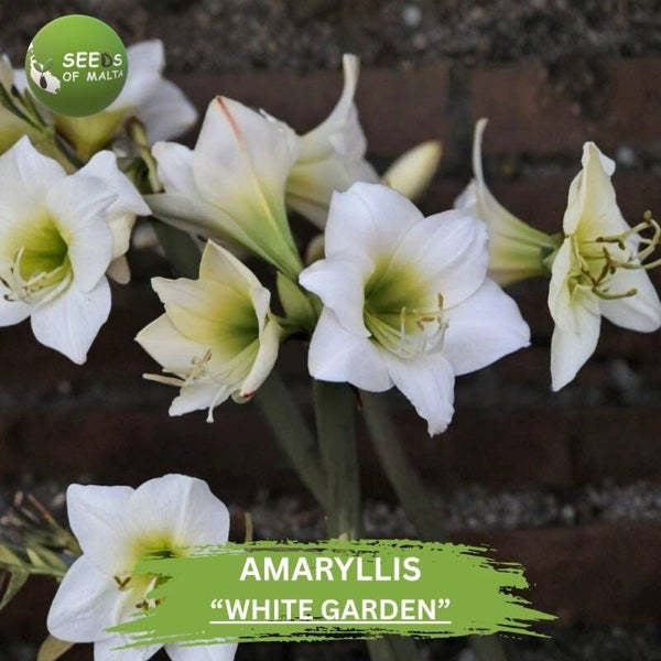 Amaryllis "White Garden" 10 Seeds | Private collection | Hippeastrum White Flower Seeds | Giant White Blooms | Rare Perennial Garden Flower