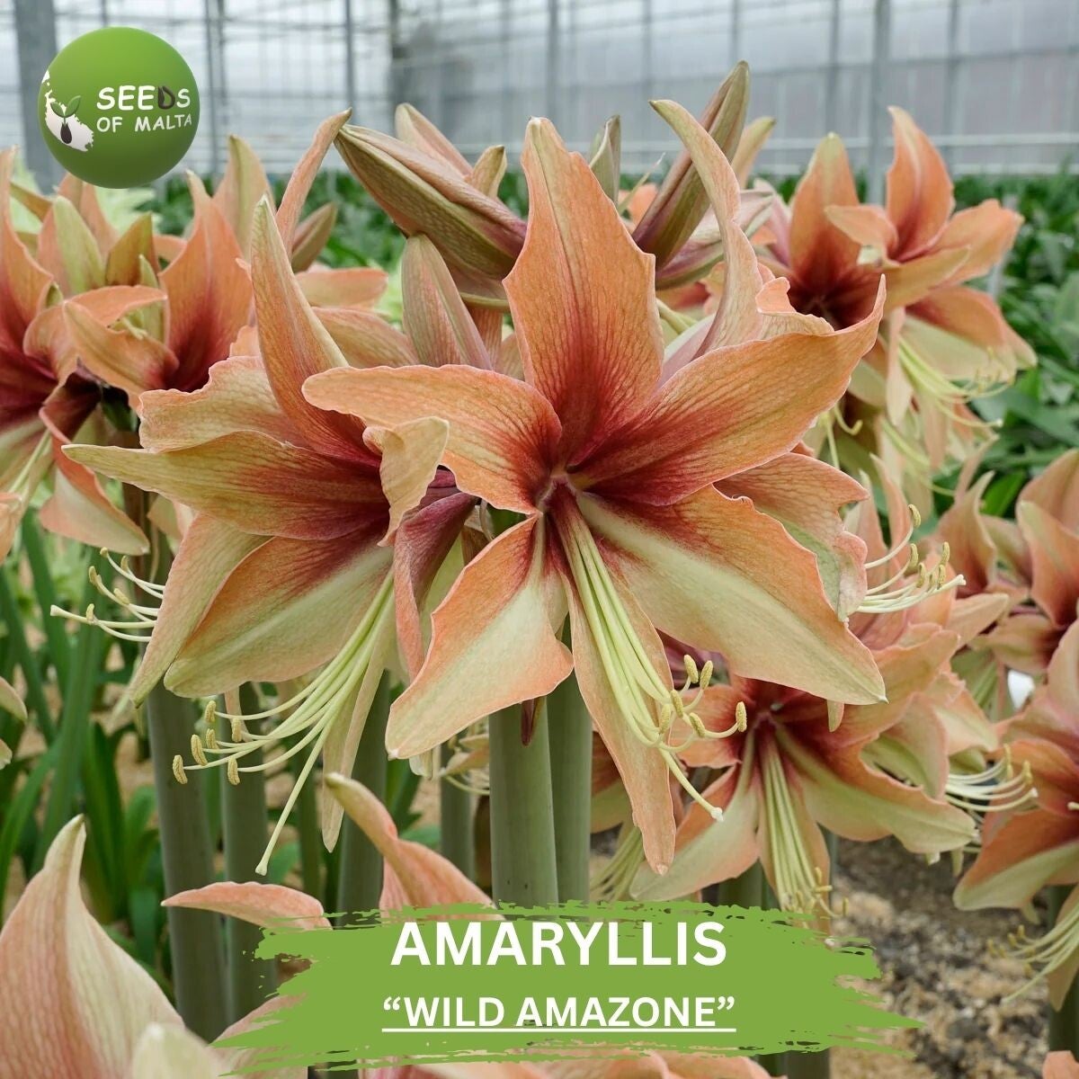 Hippeastrum, Amaryllis "WILD AMAZON". 10 fresh seeds