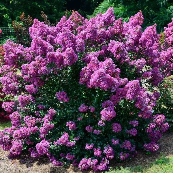 Lagerstroemia indica, Crape Myrtle