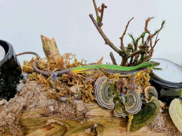 rustikaler Teelichthalter