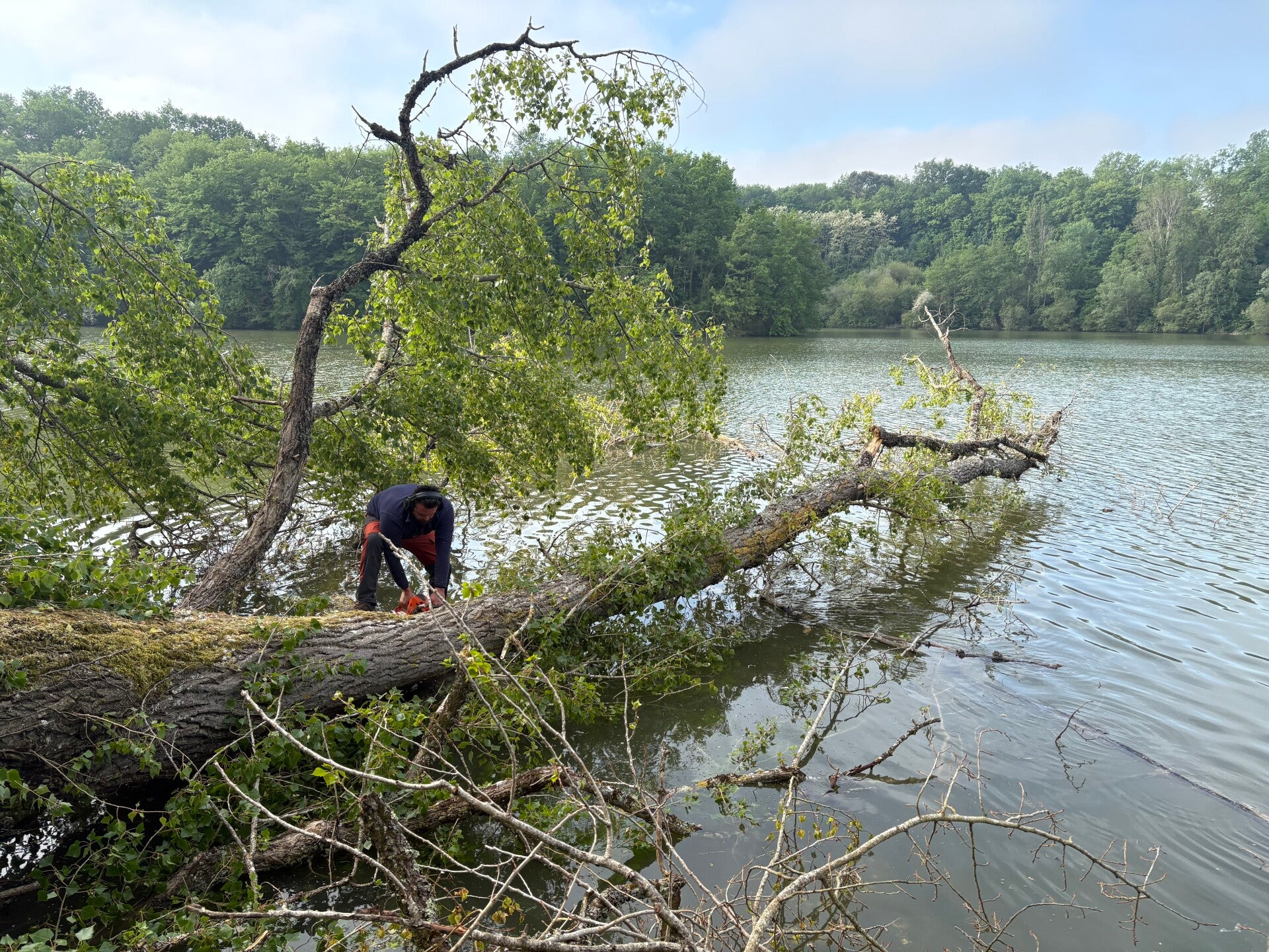enlèvement-arbre-dans-le-lac