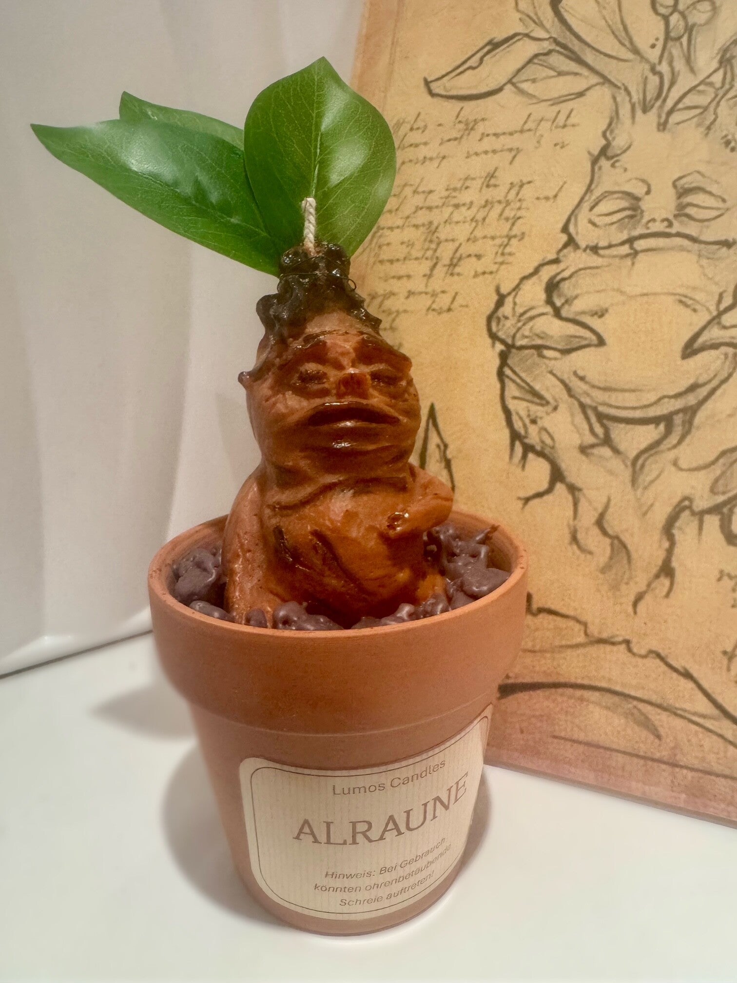 Alraune im Topf