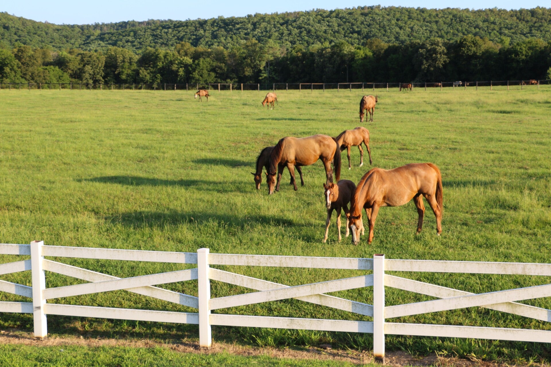 Arkansas portion of the Jefferson Highway with Horses. Photo by Lisa D. Smith