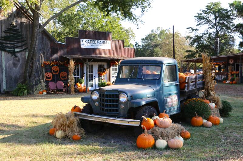 Pickup truck in the pumpkin patch at Kadee Farm in Greenville, Texas.
