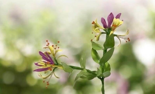 Dipped Resin Honeysuckle Workshop - Sun 28th July 26 - 1-3pm - Queen’s Head, By Argos, Bromsgrove £39