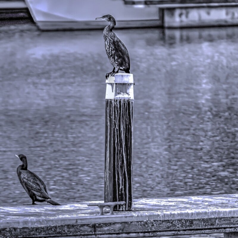 aalscholver_optimizer-1.jpg