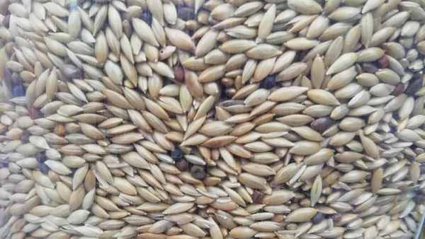 Versele Laga - Kanariezaad