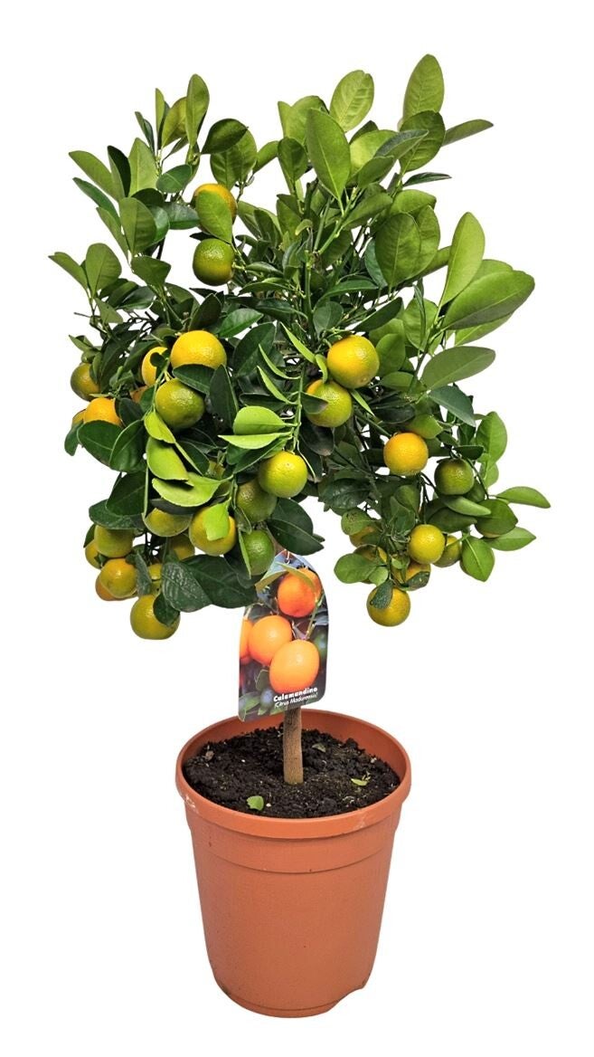 🌿 Citrus Calamondin op stam  - Potmaat 21 - ±80 cm