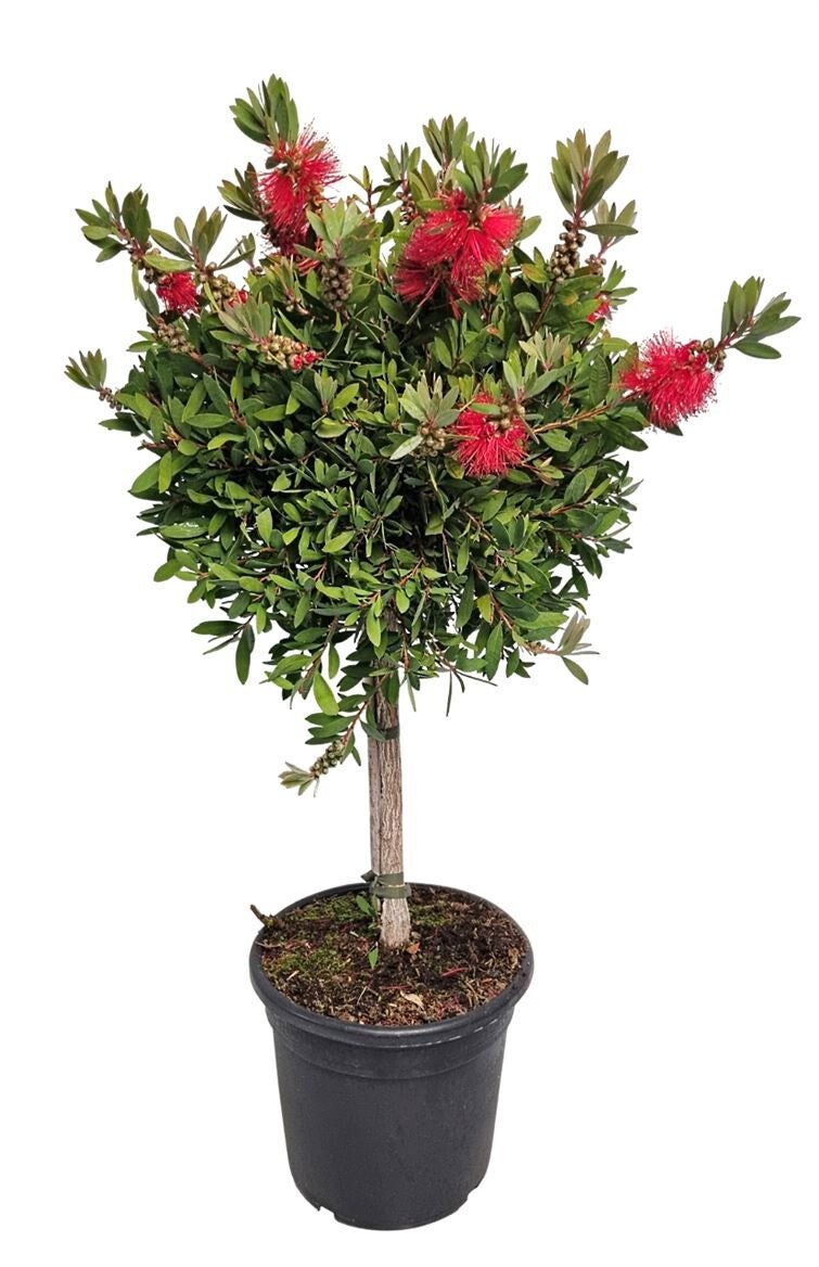 🌿 Callistemon Laevis op stam – Potmaat 24 – ±85 cm