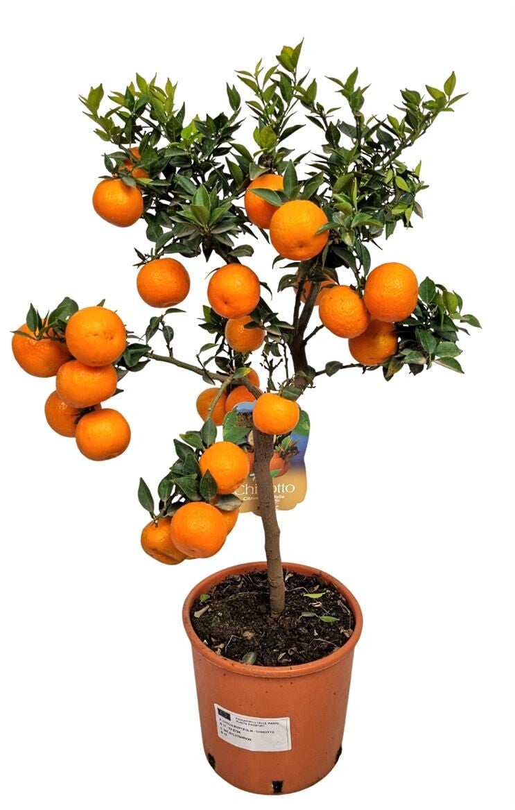 🌿 Citrus Myrtifolia (Chinotto) op stam - Potmaat 21 – ±80 cm