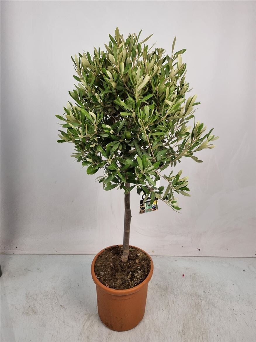 🌿 Olijfboom – ±110 cm – Potmaat 24 – Mediterrane sfeer!