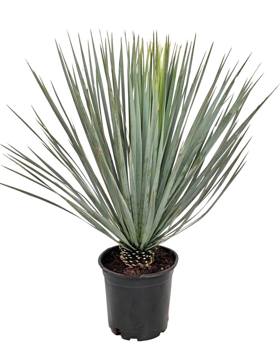 🌿 Yucca Rostrata – Potmaat 24 – Hoogte ± 70 cm