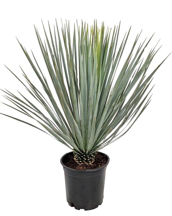 🌿 Yucca Rostrata – Potmaat 24 – Hoogte ± 70 cm