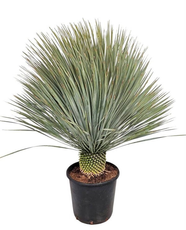 🌿 Yucca Rostrata – Potmaat 33 – Hoogte ± 120 cm