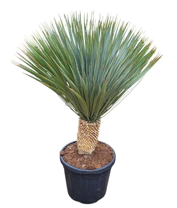🌿 Yucca Rostrata – Potmaat 44 – Hoogte ± 150 cm