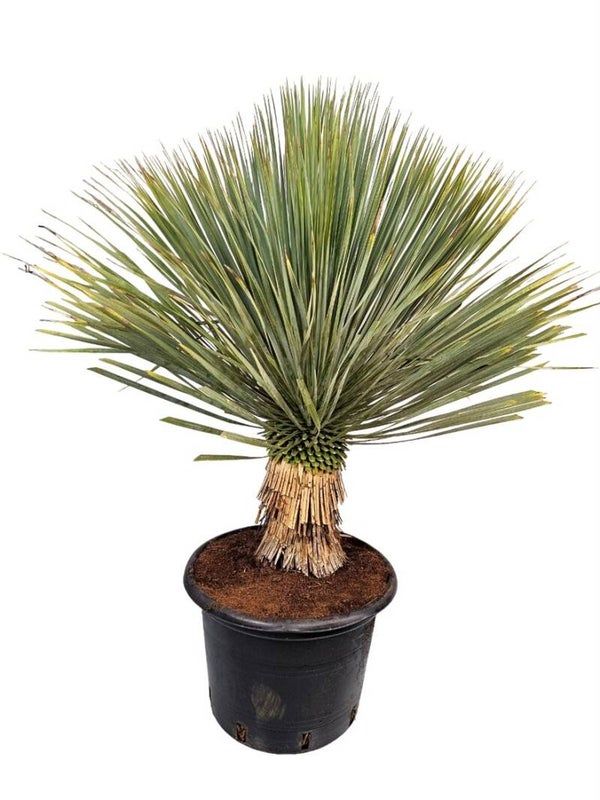 🌿 Yucca Rostrata – Potmaat 47 – Hoogte ± 160 cm