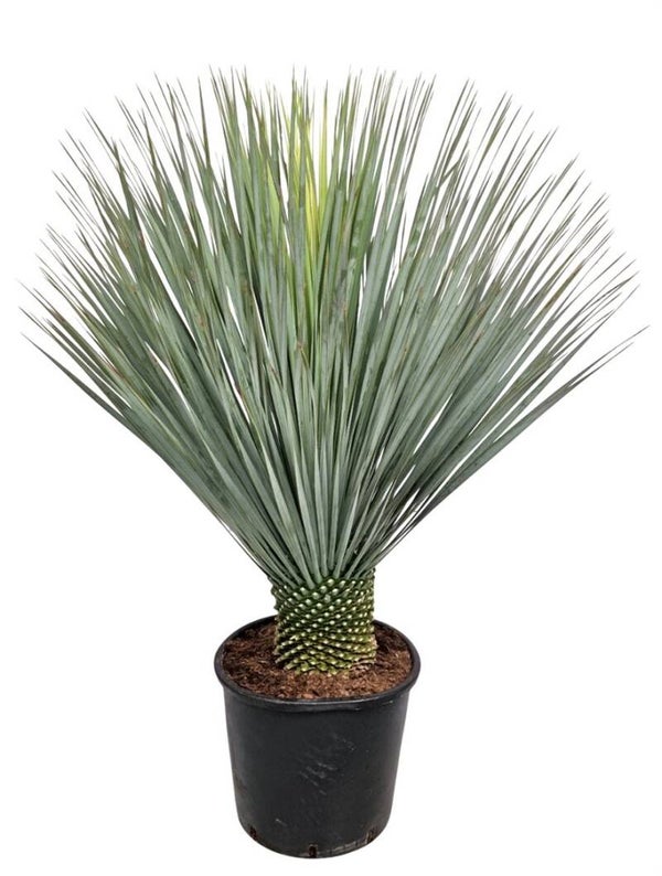 🌿 Yucca Rostrata – Potmaat 28 – Hoogte ± 90 cm