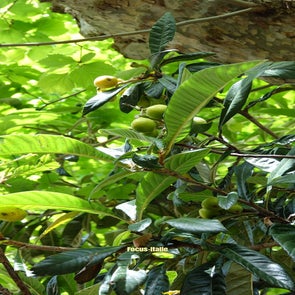 citrons-standard.jpg