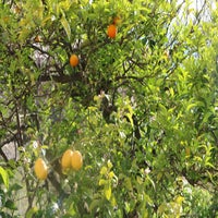 citrons-oranges-standard.jpg