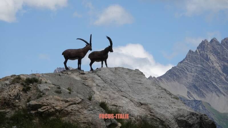 Jardin botanique alpin, Pavillon, sculpture de bouquetin, Skyway monte Bianco, Vallée d'Aoste
