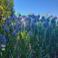 fleurs-bleues-standard-czx22l.jpg