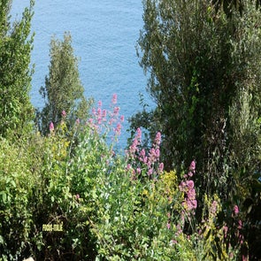 fleurs-mer-standard.jpg