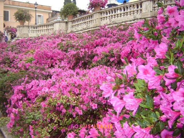 Fleurs roses sur la Scalinata, piazza di Spagna, Rome