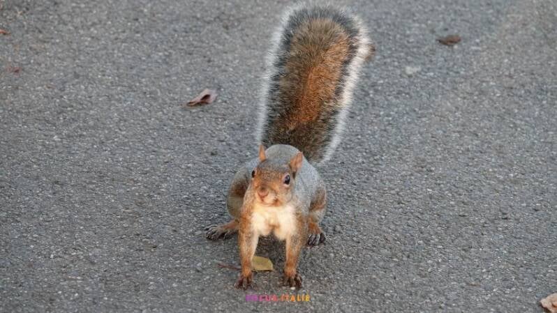 Ecureuil le long des rives du Pô, Turin