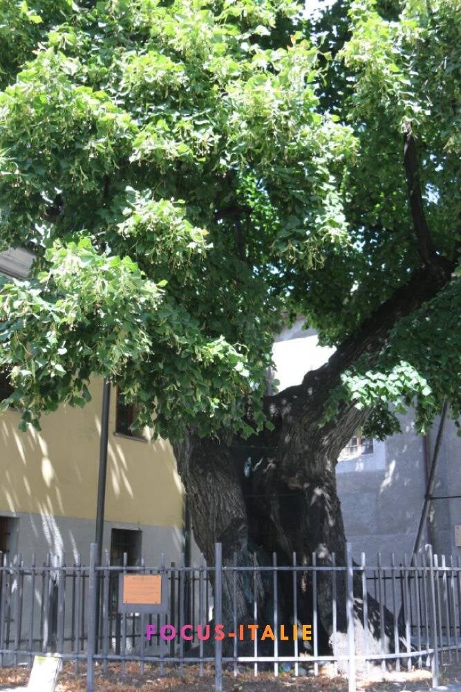 Tilleul de St Ours, Aoste