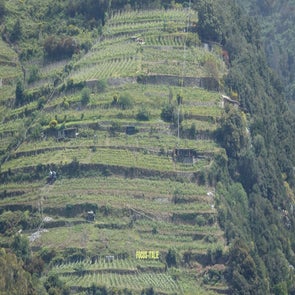 vignes-standard.jpg