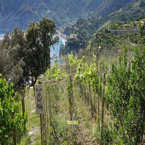 vignes-mer-standard.jpg