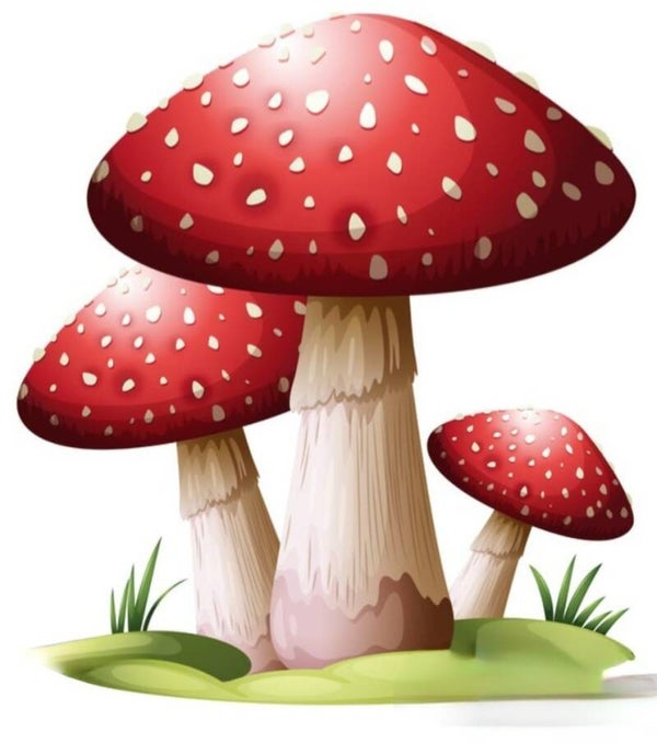 Paddestoel 3