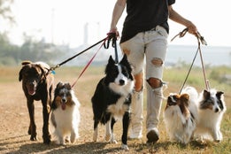 Netwerken tijdens het uitlaten van de hond