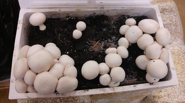 Fungaia prataiolo champignon cassetta (Agaricus Bisporus)