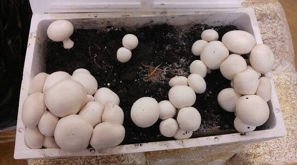 Fungaia prataiolo champignon cassetta (Agaricus Bisporus)