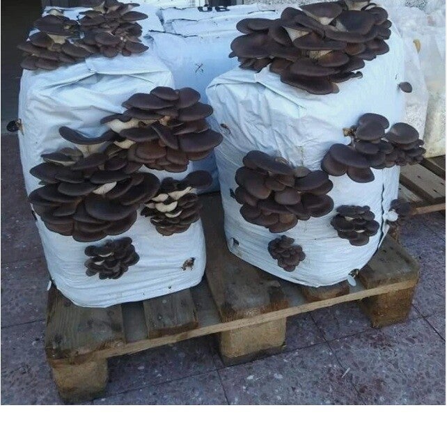 BALLA FUNGHI PLEUROTUS
