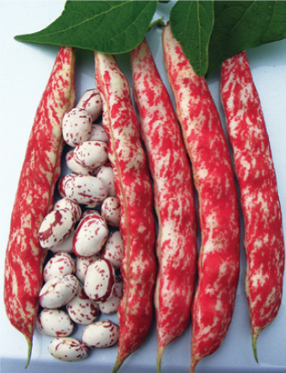 Four - Fagiolo nano OR BORLOROSSO