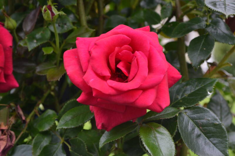 dsc_4697-standard.jpg