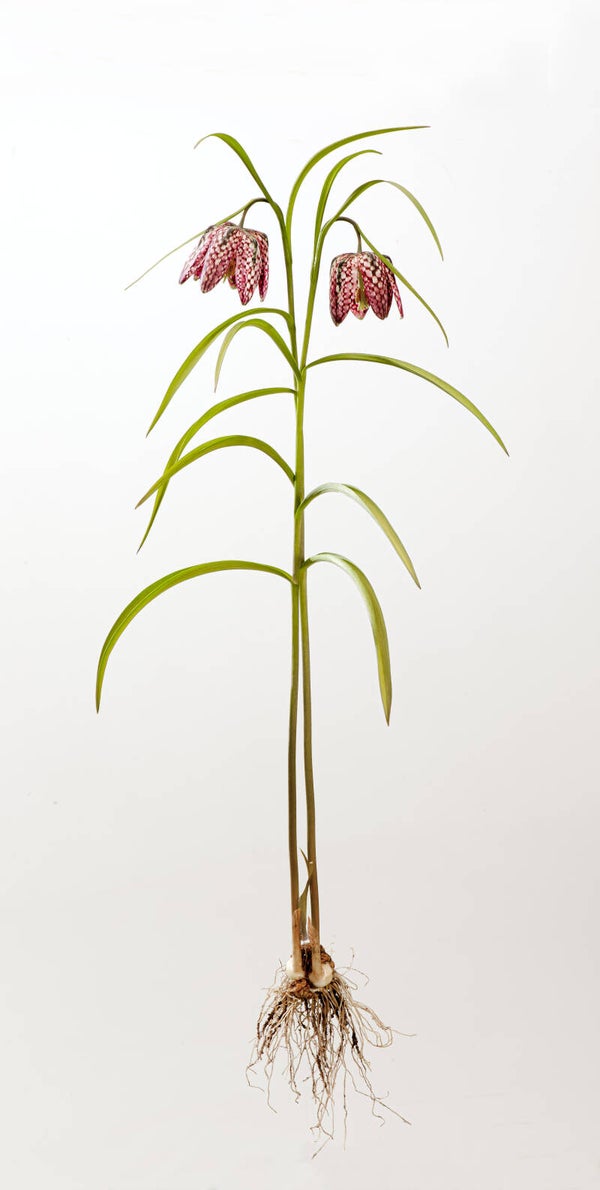 Fritillaria meleagris