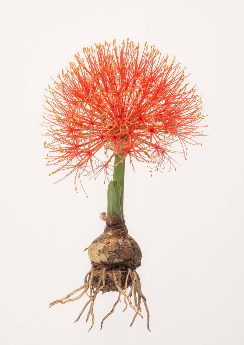 scadoxus-multiflorus-standard.jpg