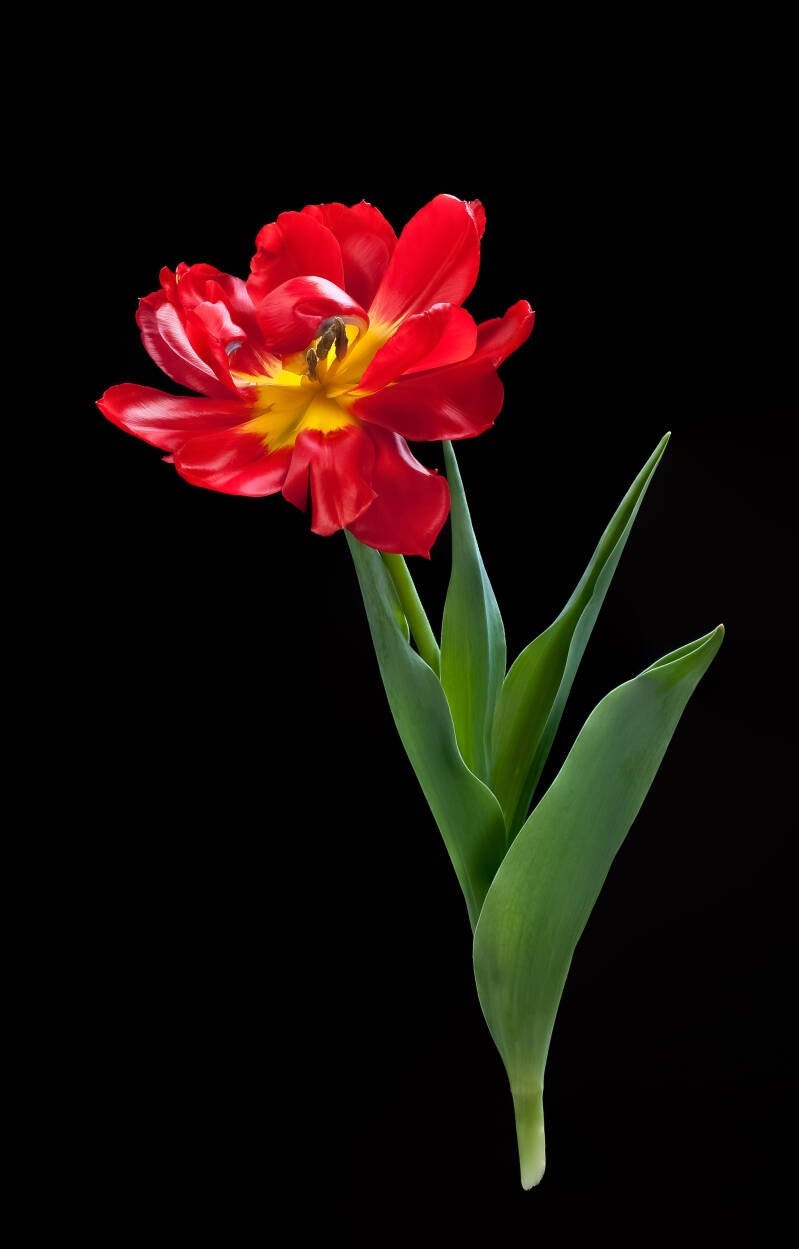 tulipa-abba-standard-gl905x.jpg