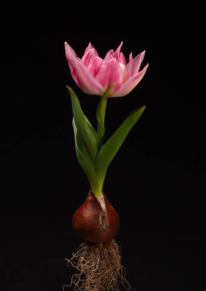 tulipa-baby-pink-standard.jpg