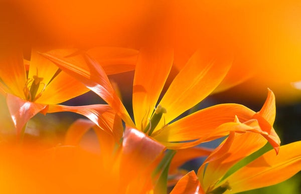 Tulipa Ballerina BL0544